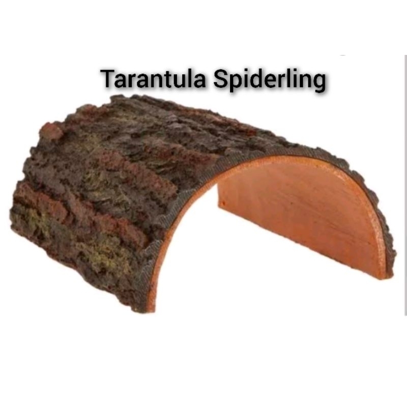 Tarantula Hide (Tarantula Sling, Read Description) | Shopee Philippines