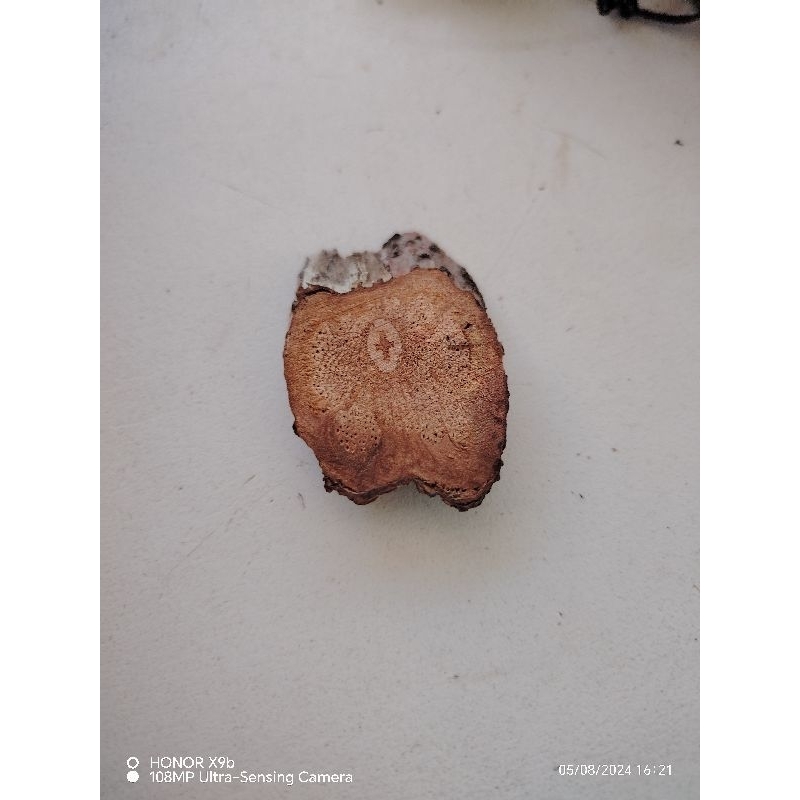 Kahoy ng Sinukuan may ritwal at basbas | Shopee Philippines