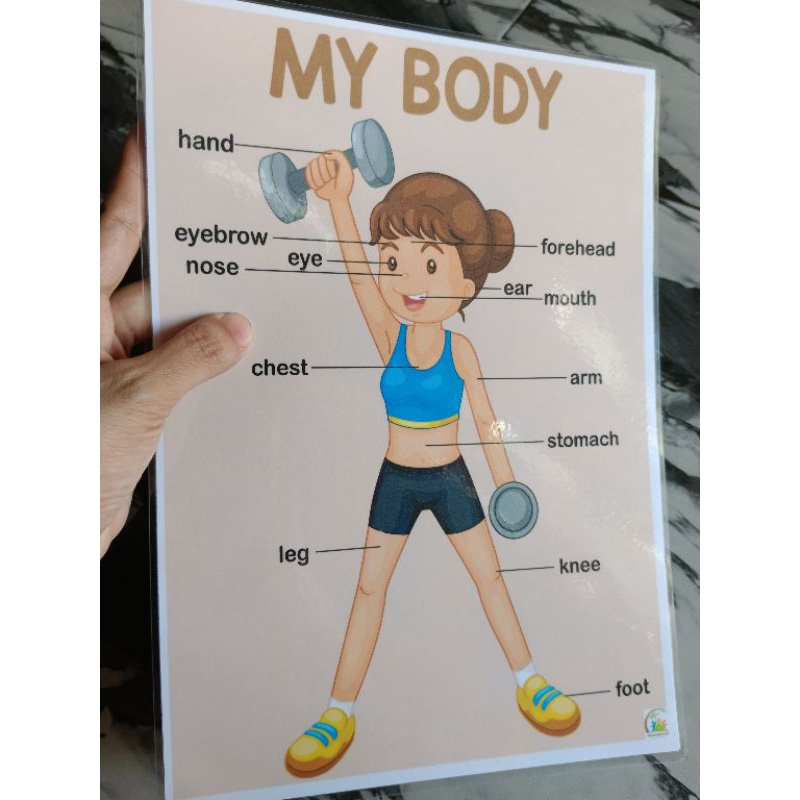 LAMINATED EDUCATIONAL CHARTS A4 size 125 microns Parts of the Body ...