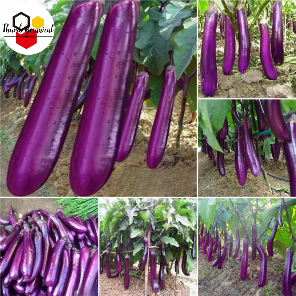 40 Seeds/pack LONG EGGPLANT SEEDS - EGGPLANT LONG PURPLE VEGETABLE ...