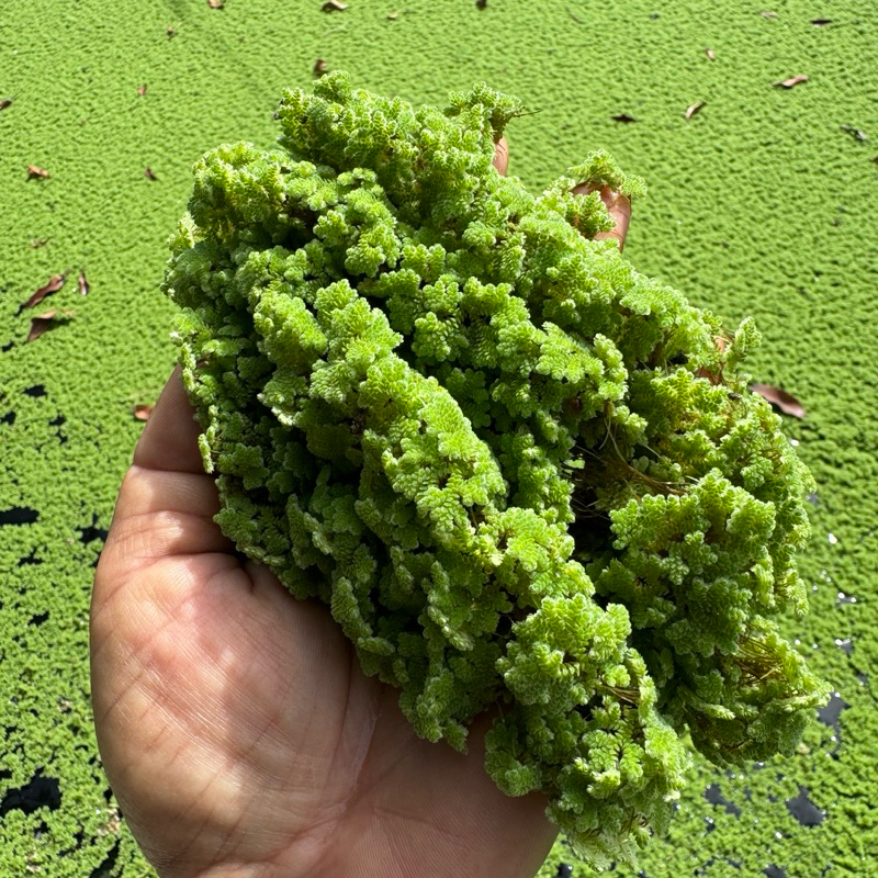Azolla plant for livestock feeds and propagation | Shopee Philippines