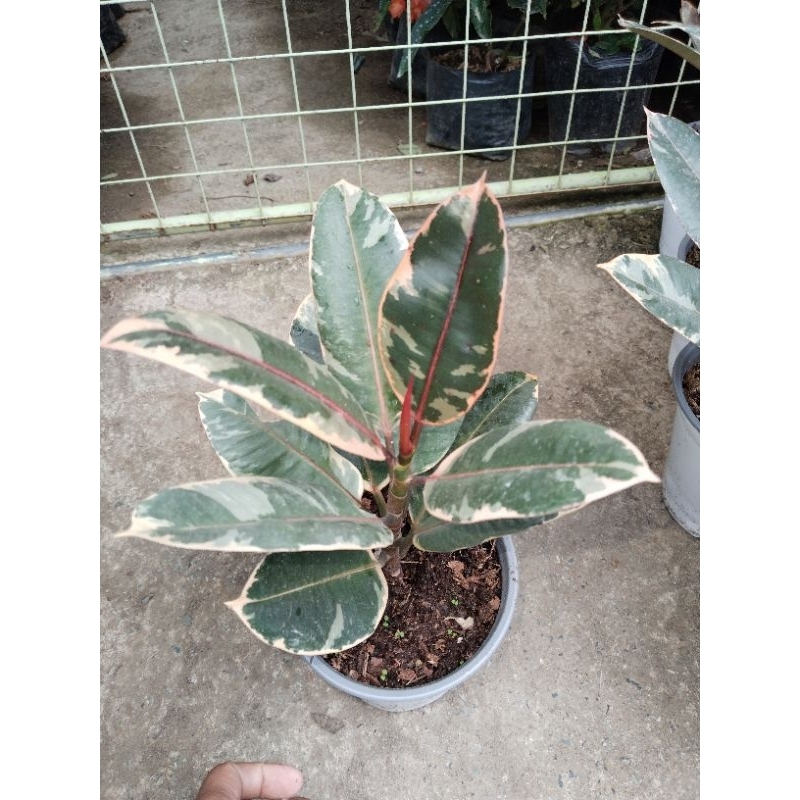4” Ruby Rubber Tree main image 1