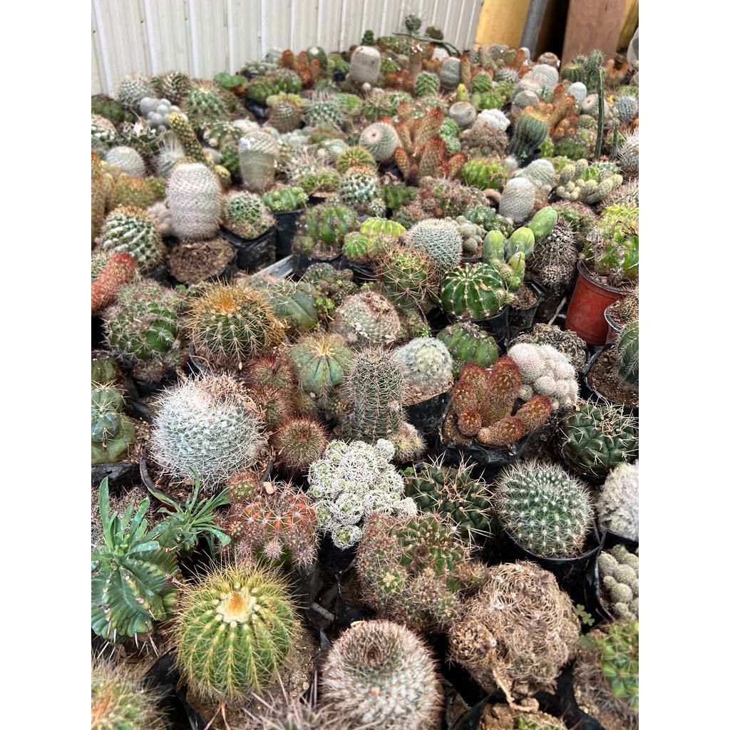 ASSORTED CACTUS - LIVE PLANT FOR SALE BEST PRICE (Complete with plastic ...