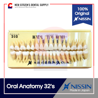 人体模型 NISSIN Dental Study Model B4-309 B3-305 Anatomical