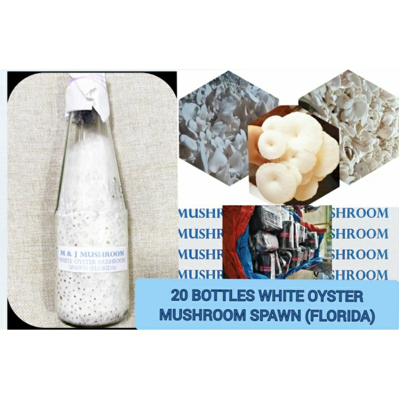 20 BOTTLES WHITE OYSTER MUSHROOM SPAWN (FLORIDA) Shopee Philippines