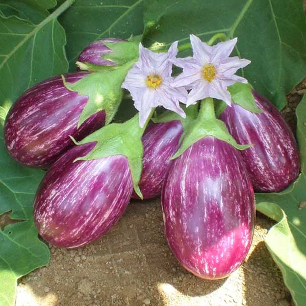 Piccolo Eggplant Seeds Eggplant Picollo Seeds Rare Eggplant Seeds