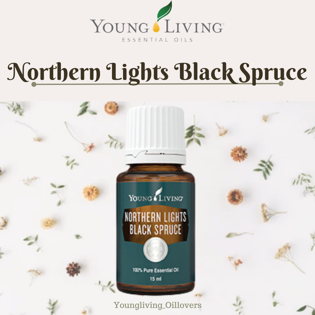 SALE! Young Living Northern Lights Black Spruce 15ml Shopee Philippines