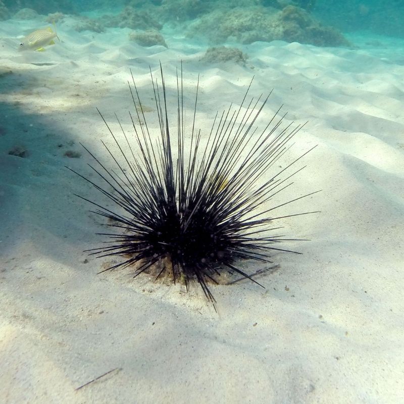 Swake/Tuyom(SEA URCHIN) BASAHIN MAIGI ANG DESCRIPTION.. | Shopee ...