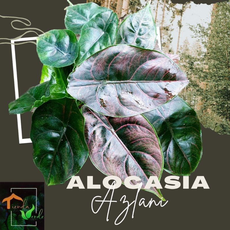 Alocasia Azlani MULTI Plants | Shopee Philippines