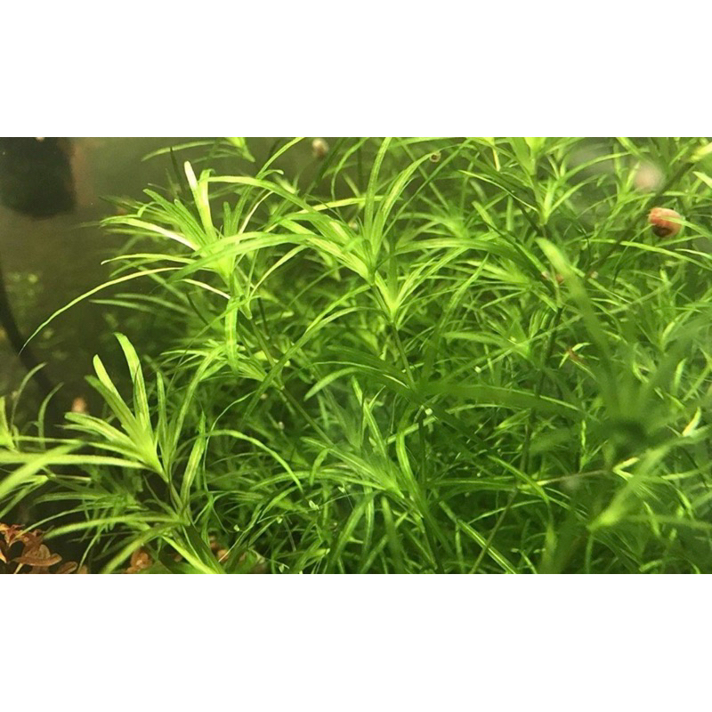 Artificial aquatic plants for Albino full platinum white guppy Shopee