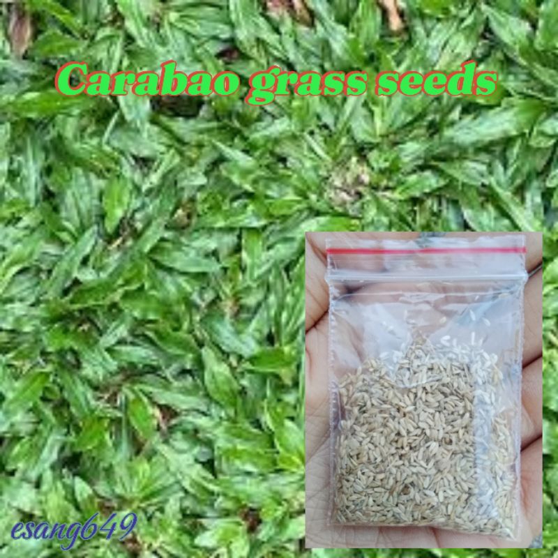 Carabao Grass Seeds 1pack Shopee Philippines