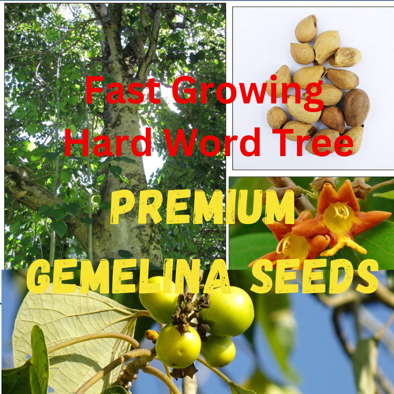 PREMIUM GEMELINA SEEDS (30 SEEDS) FastGrowing Hardwood Tree (arborea