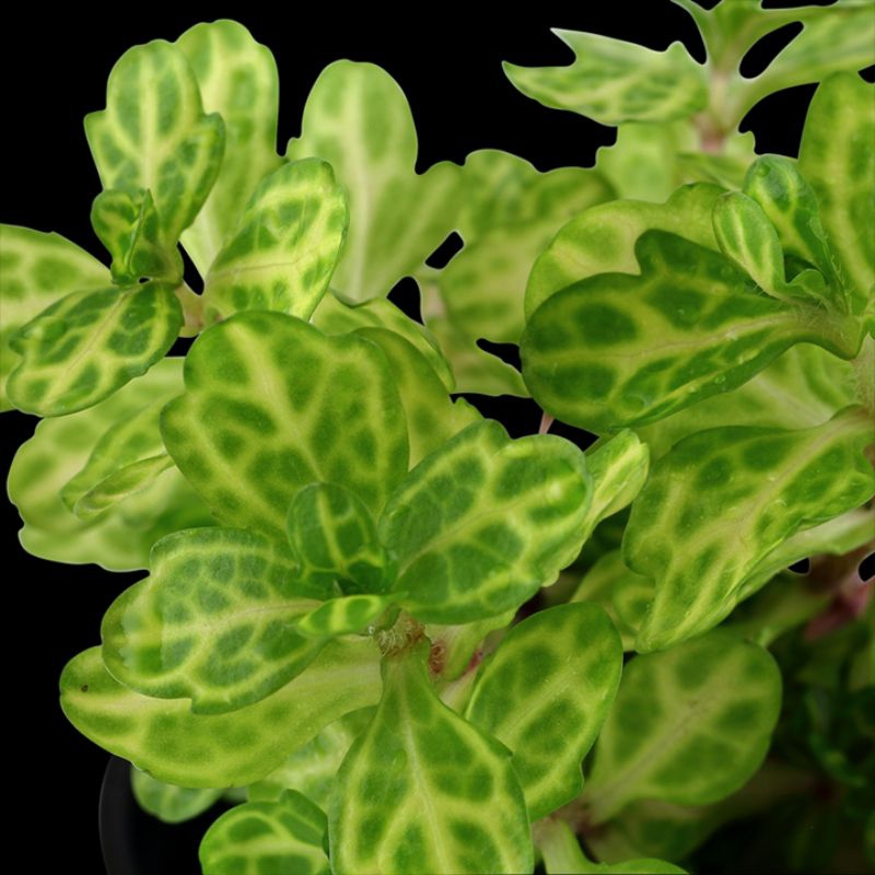Shinnersia Rivularis 'Weiss-Grun' *rare* (3 stems+) | Shopee Philippines