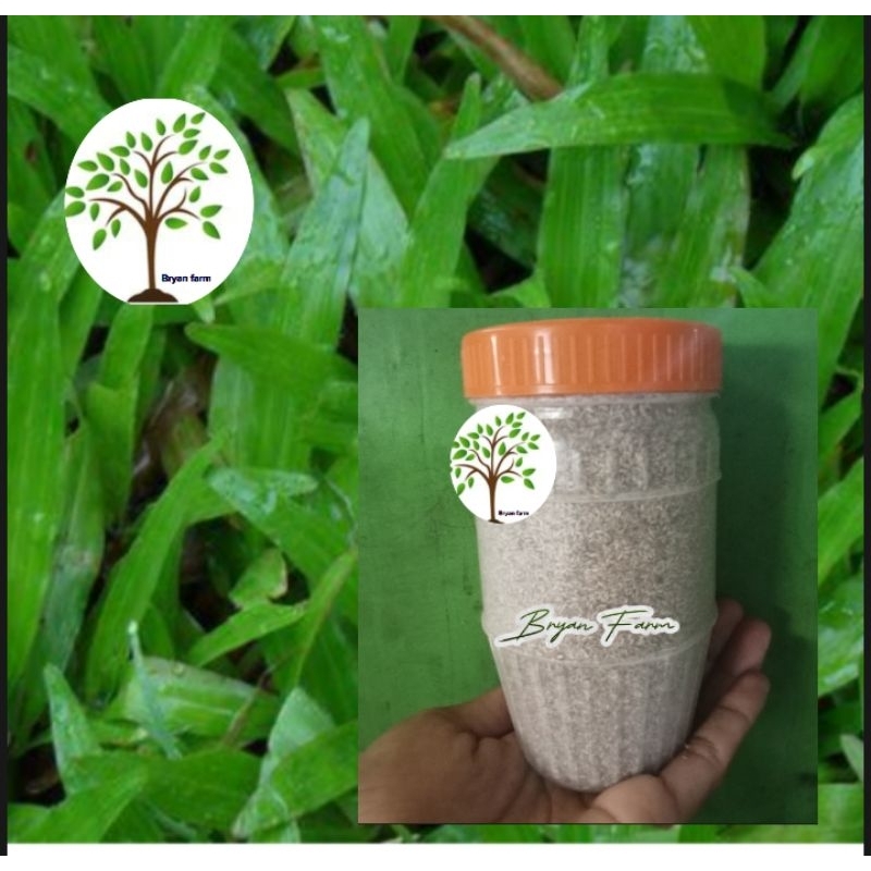 Carabao grass seeds (one bottle) Shopee Philippines