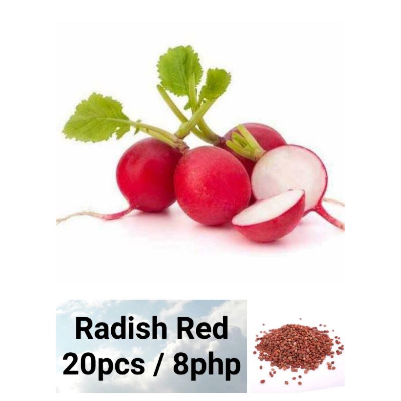 Radish Red Seeds (20pcs) | Shopee Philippines