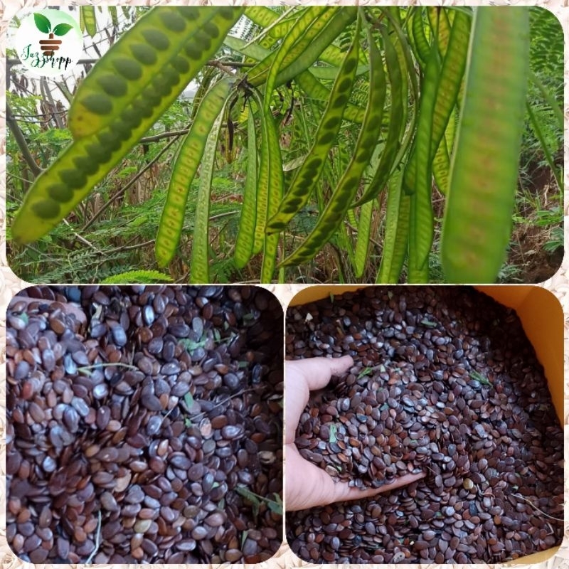 1kilo Ipil - Ipil seeds Binhi for planting New Harvest | Shopee Philippines