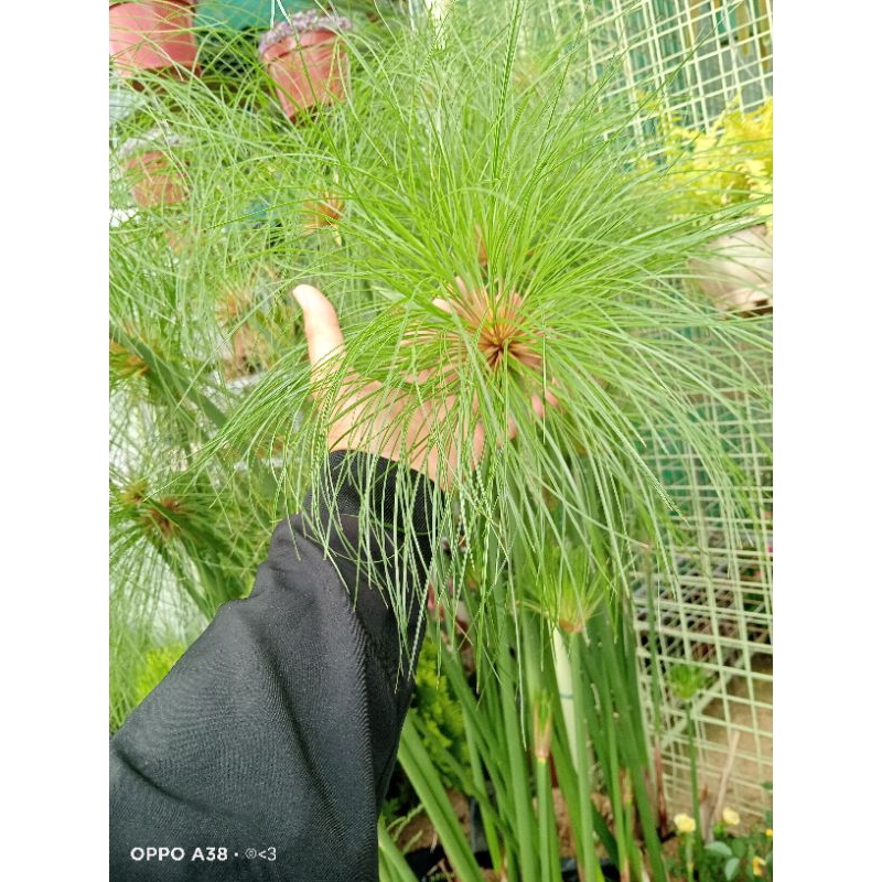 Nutgrasses /Papyrus Sedge | Shopee Philippines