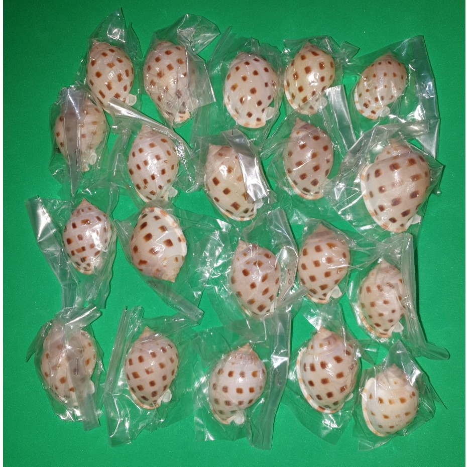 Seashell for collection. BONNET SHELLS. 20 Pieces. | Shopee Philippines