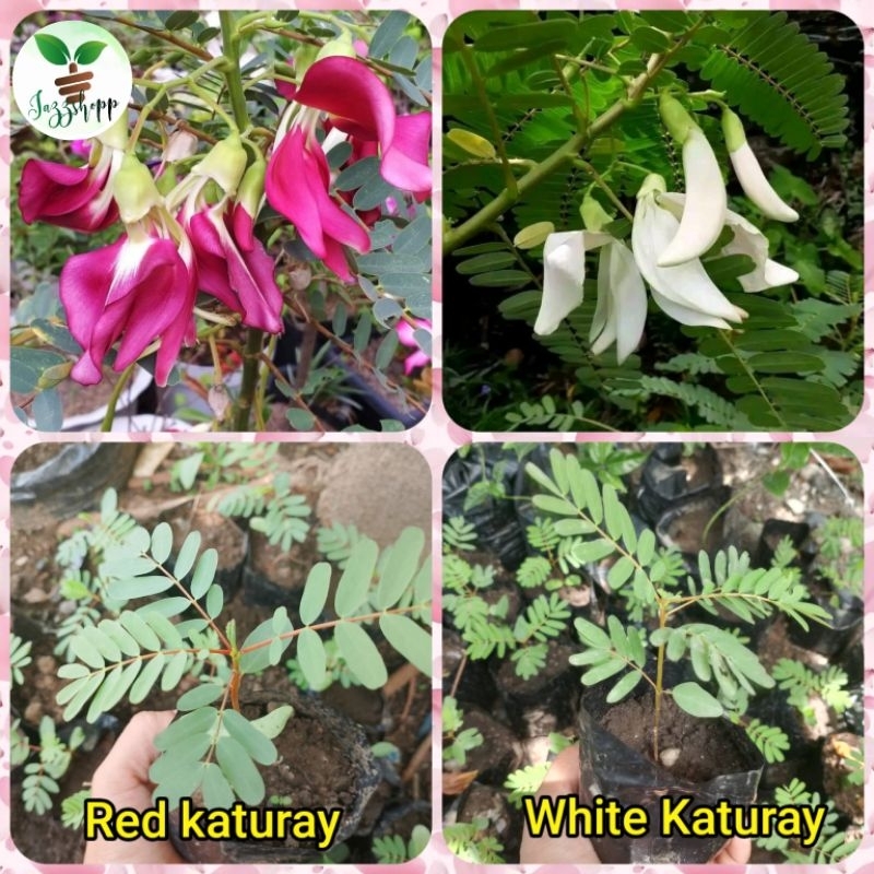 Red Katuray/ White Katuray plant/ Live plant Small plant/White katuray ...