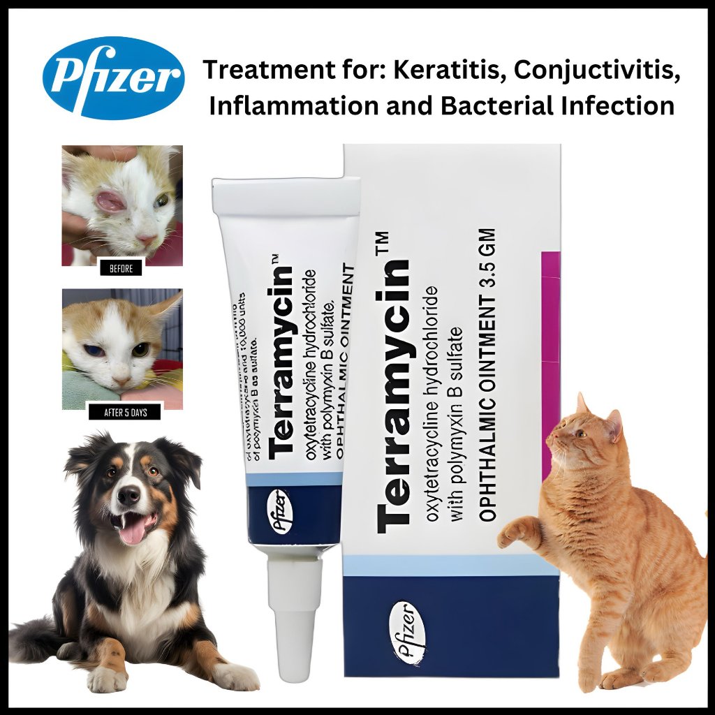 Terramycin Ophthalmic Ointment Conjunctiva for Dog and Cat for Eye