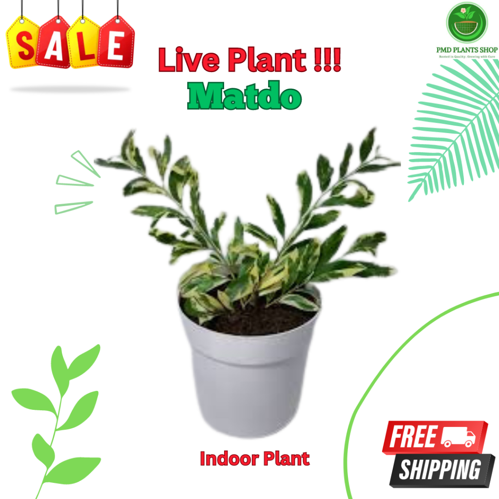 Matdo variegated Indoor Plant | Ideal for Groupings & Ground Cover 5x5 ...