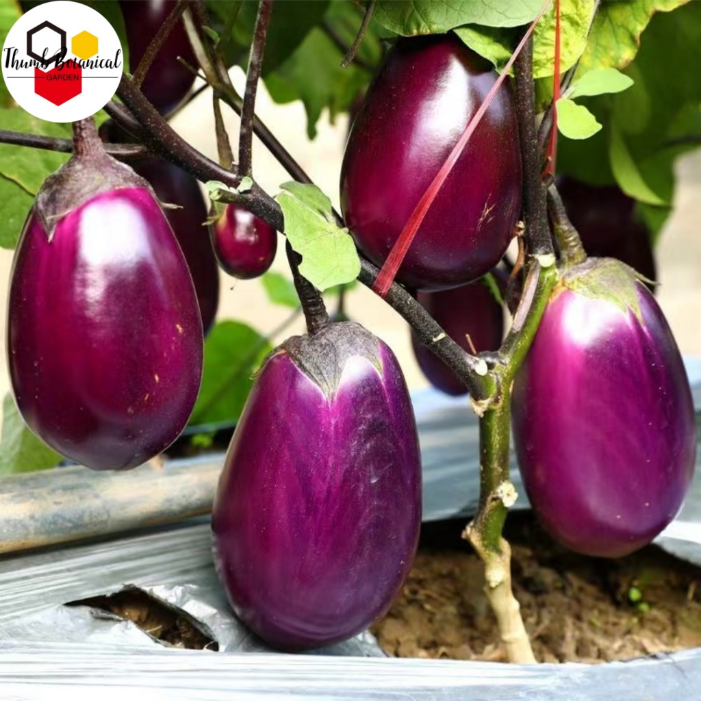 EGGPLANT DWARF PURPLE (100 seeds) - Vegetable Seeds | Shopee Philippines