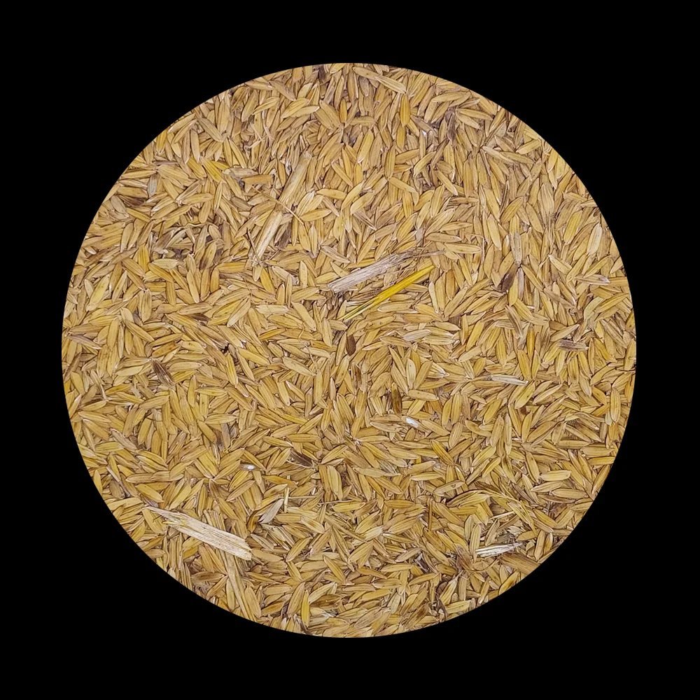 Rice (Raw with Outer Shell) / Palay Bird Seeds | Shopee Philippines