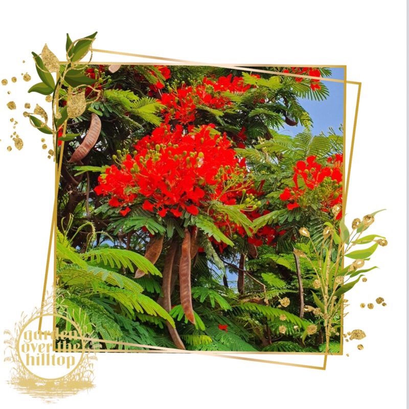 royal bright red fire tree flame tree delonix regia seeds high ...