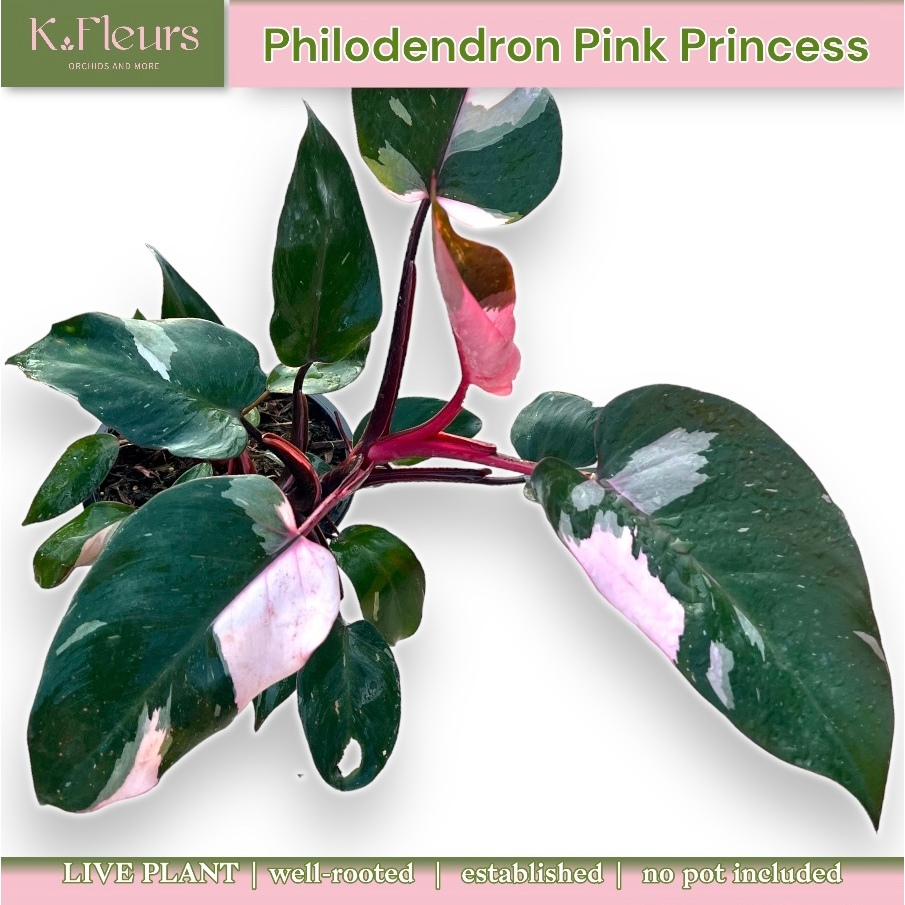 GBO Katrina Philodendron Pink Princess Philo NEW Shopee Philippines
