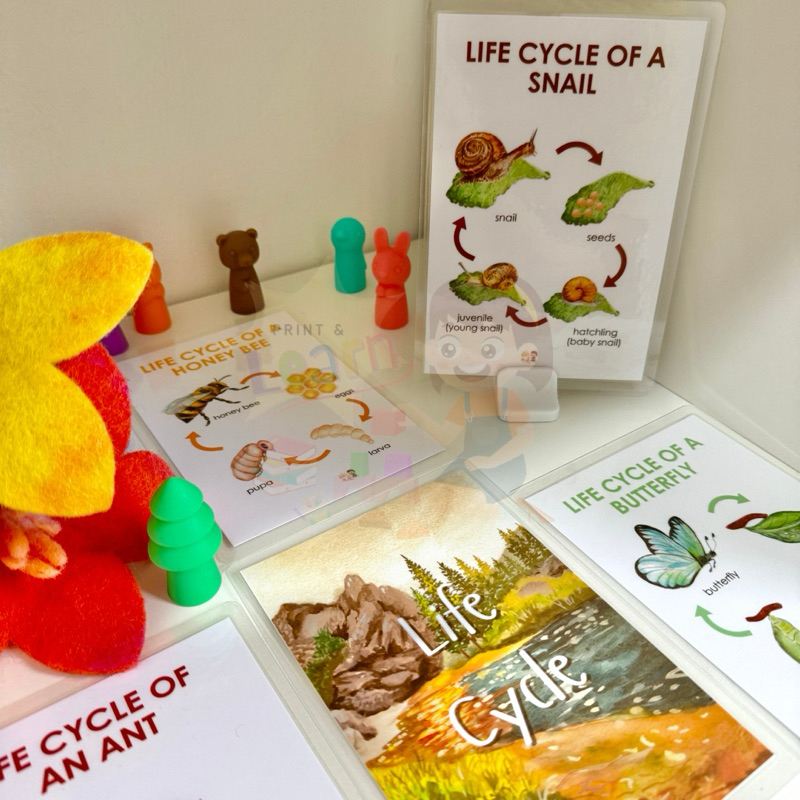 Flashcard: Life Cycle (Laminated Educational Flashcards for kids ...