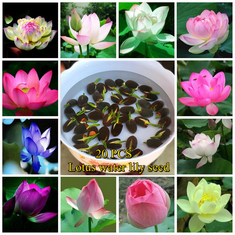 10 Mixed Lotus Bowl Water Lily Seeds – 2024 New Harvest – Blue, White, Pink, Purple – Temperate Climate