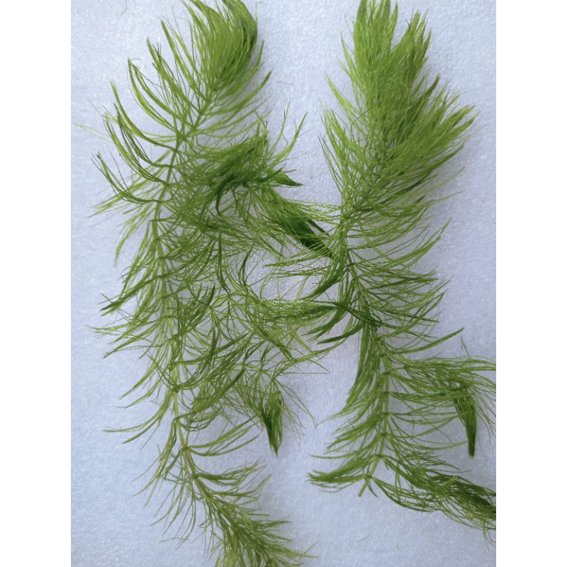 hornwort aquatic plant 3 stem (lowtech) floating plant good for
