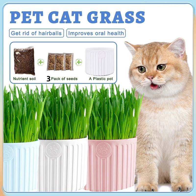 Cat Grass Seed With Soil Cat Grass Kit Cat Grass With Pot And Soil Cat