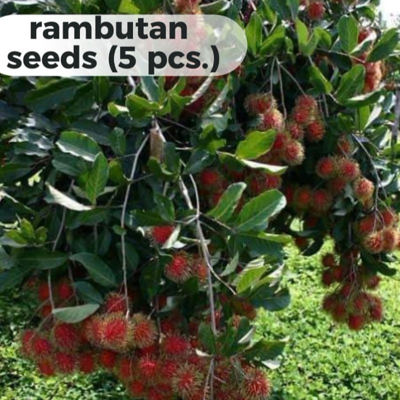 Rambutan seeds (15 pcs) | Shopee Philippines
