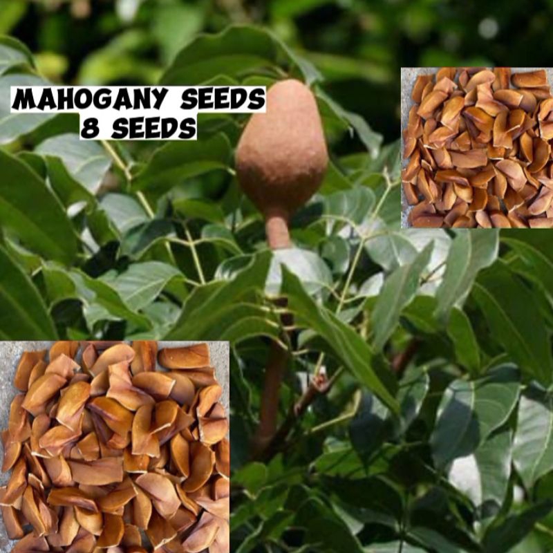 mahogany seeds (8 seeds) Shopee Philippines