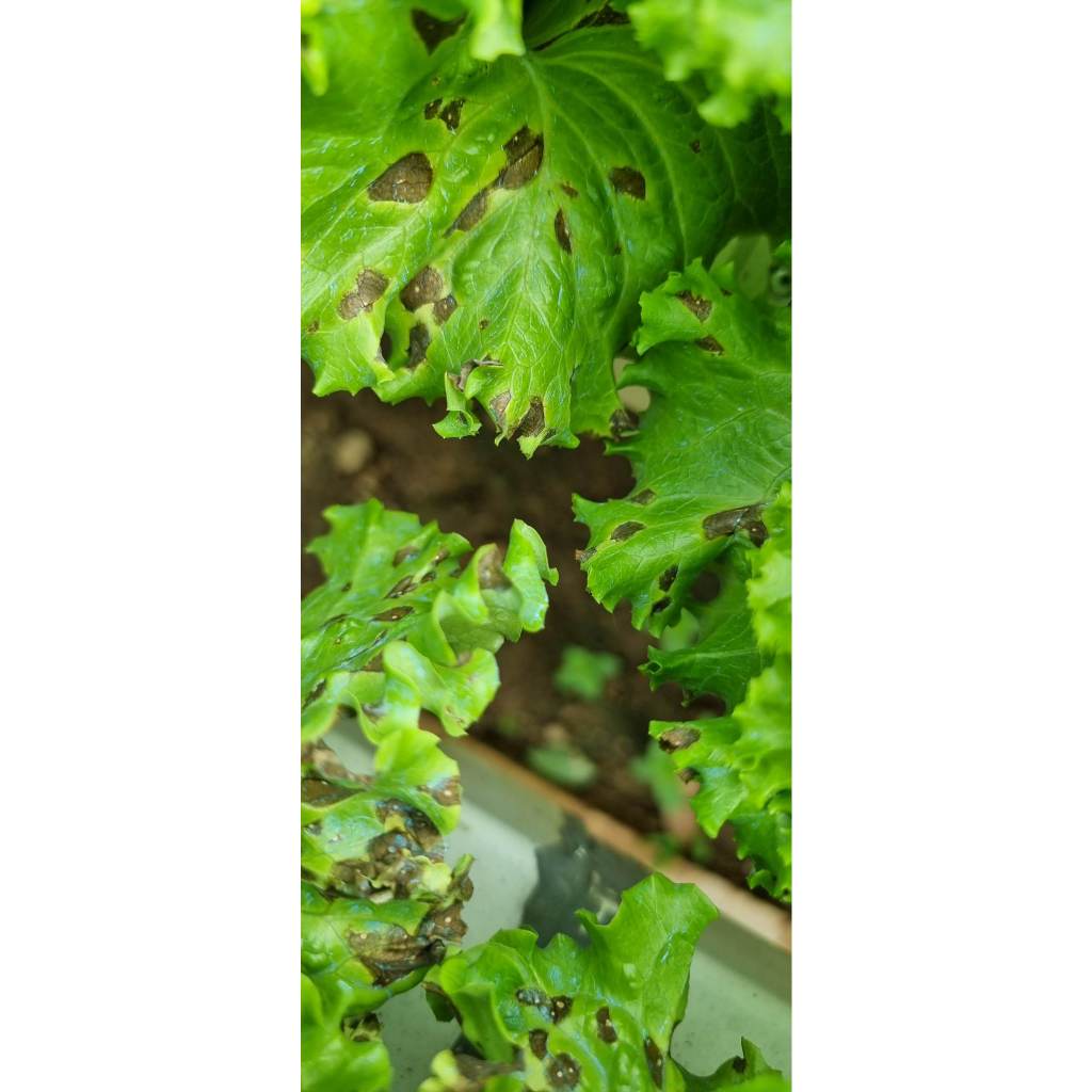 Fungus Removal and Prevention for Hydroponics Lettuce | Katanim ...