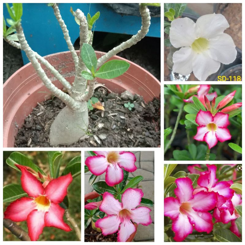 Shop adenium for Sale on Shopee Philippines