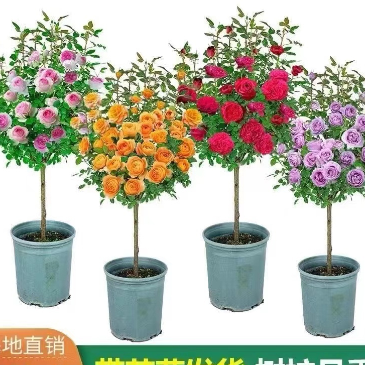 Tree-like rose large flower tall pole grafted lollipop-shaped tree ...