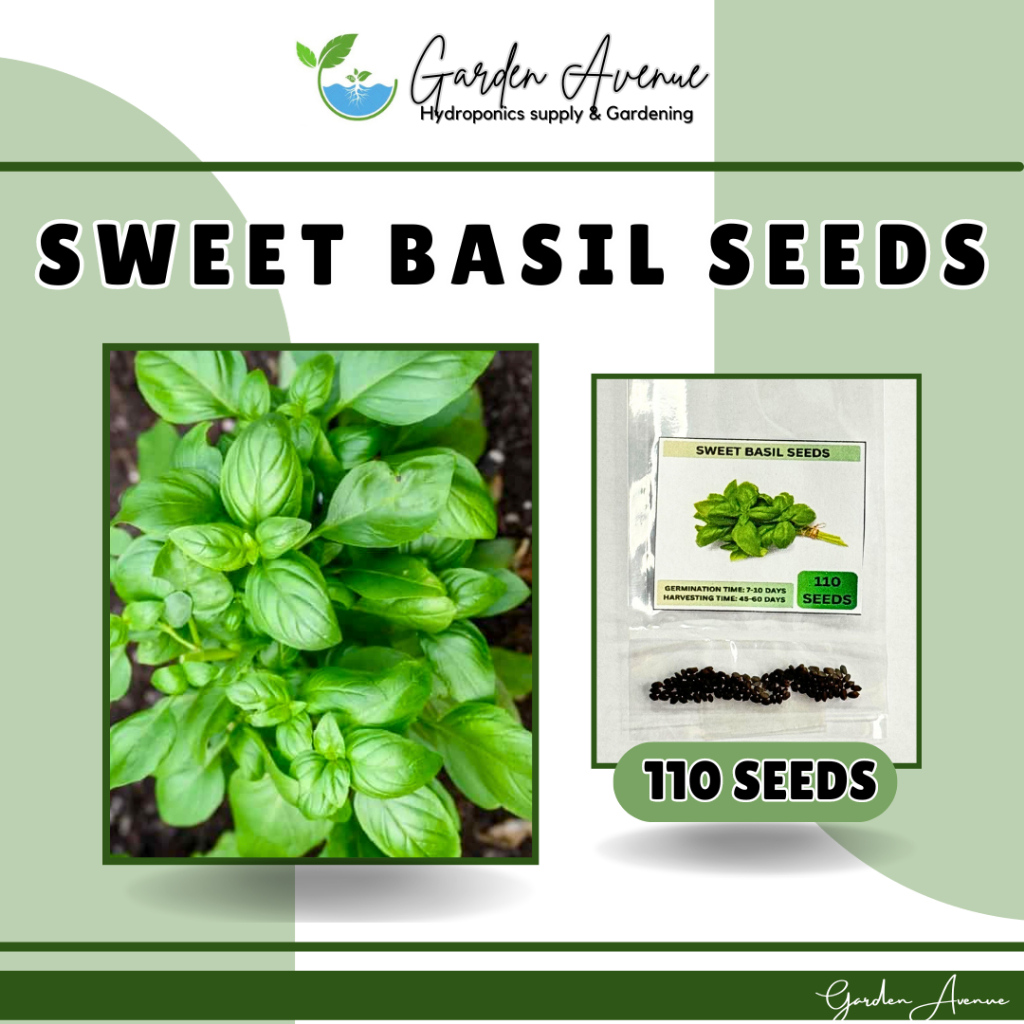 BASIL GENOVESE SEEDS 110 SEEDS SWEET HEBRS EASY TO GROW HYBRID