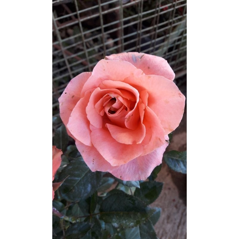 Japanese Pomelo Rose | Shopee Philippines