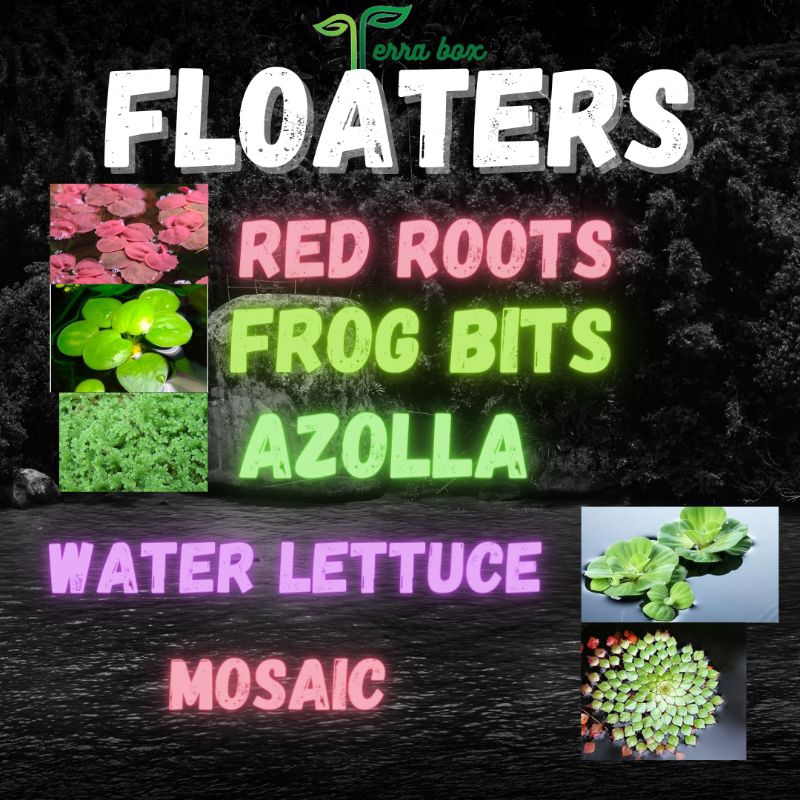 AQUATIC PLANT FLOATERS (RED ROOTS , FROG BITS) Shopee Philippines
