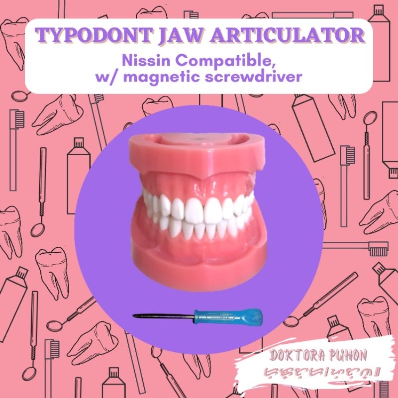 Standard Typodont Jaw/ Typodont Jaw Articulator (Nissin & Trimunt ...