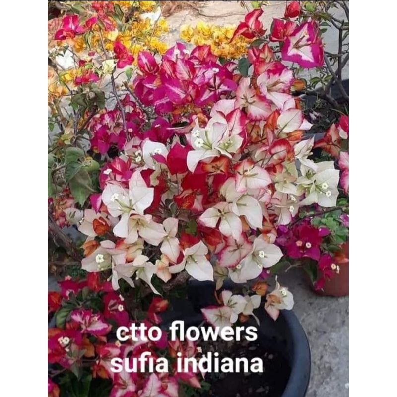 SALE?!! RARE ROOTED BOUGAINVILLEA | Shopee Philippines