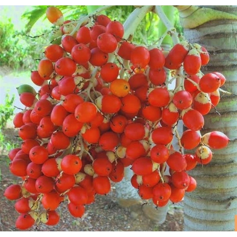 Palm Tree Seeds, 5 seeds/pack Shopee Philippines
