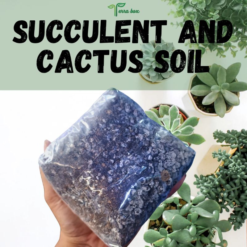 TERRA BOX SUCCULENT AND CACTUS MIX SOIL | Shopee Philippines
