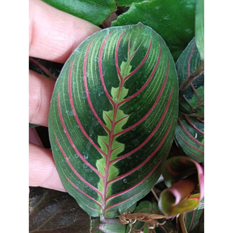 Prayer Plant Red Marantha [ Hanging ] | Shopee Philippines