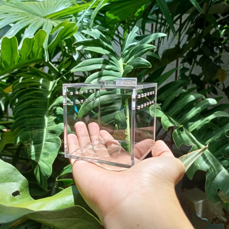 3*3*3 inches Acrylic Enclosure for Sling Tarantula Crystal Clear ...