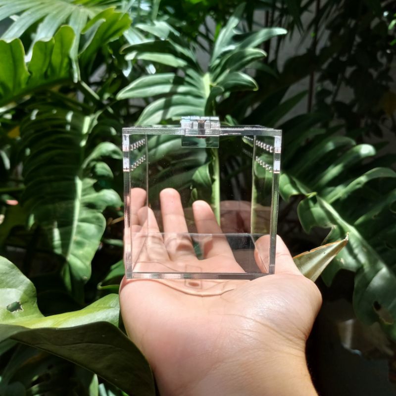 3*3*3 inches Acrylic Enclosure for Sling Tarantula Crystal Clear ...