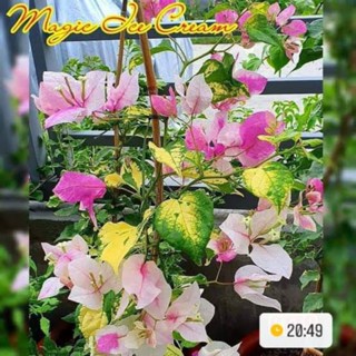 RARE ROOTED BOUGAINVILLEA | Shopee Philippines