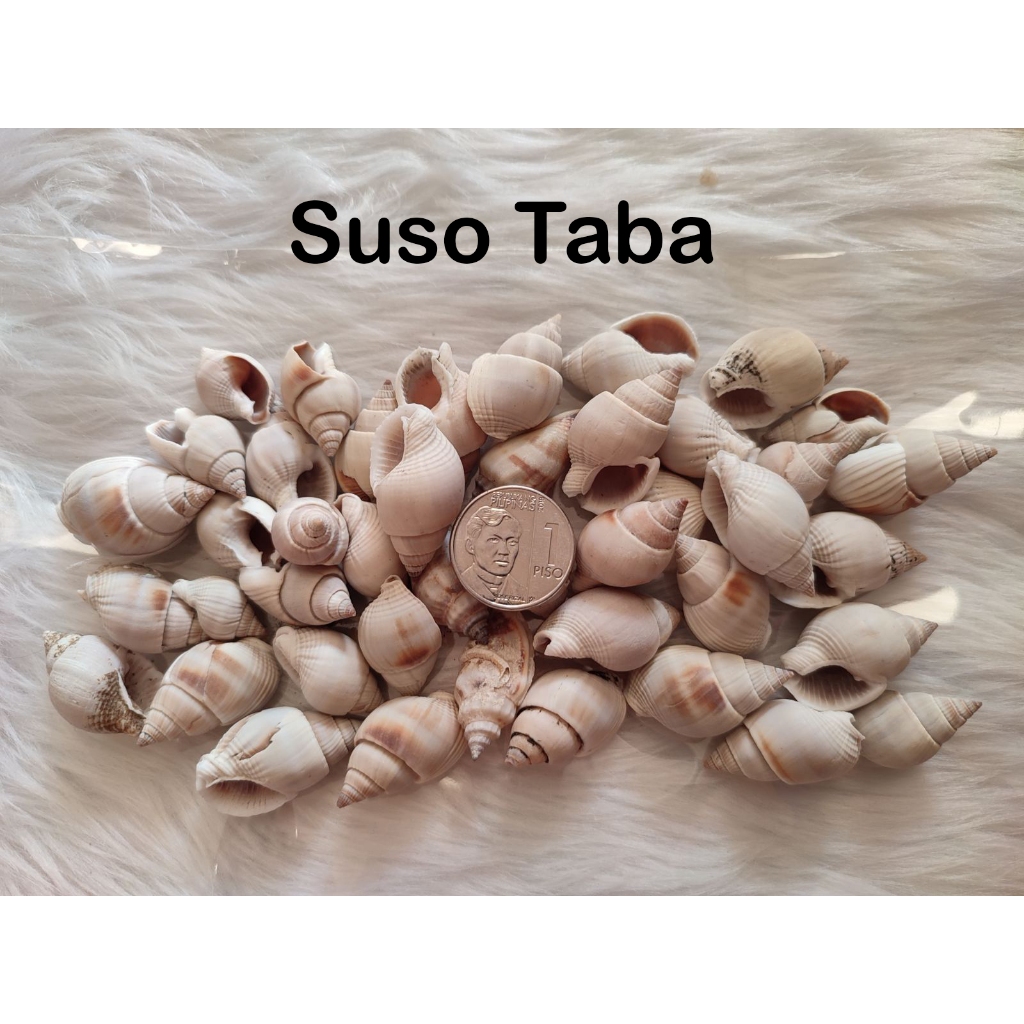 Suso Taba Sea Shells for Collections, Crafts & Souvenirs (100Grams ...